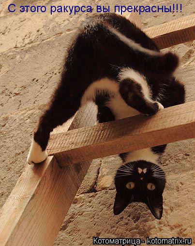 Котоматрица: С этого ракурса вы прекрасны!!!