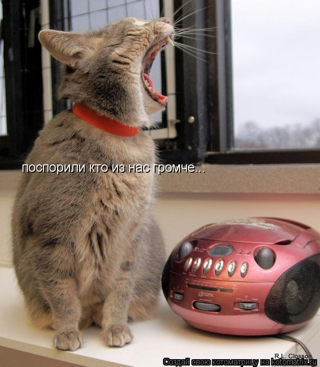 Котоматрица: поспорили кто из нас громче...
