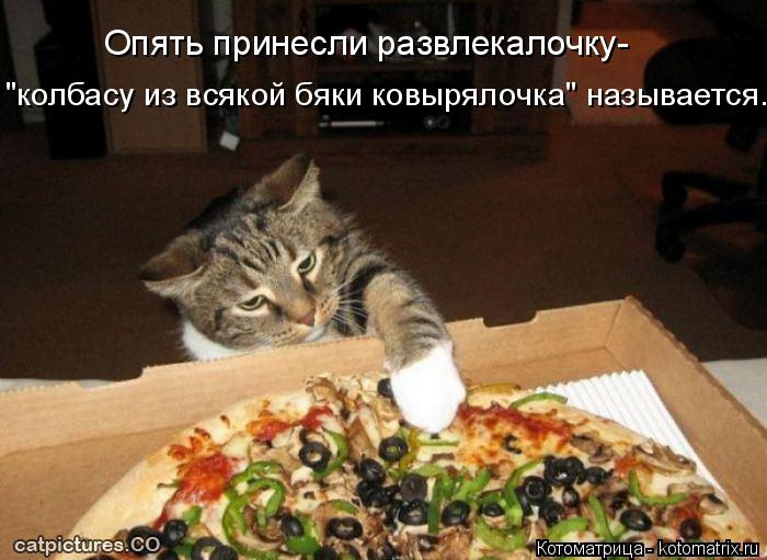 Котоматрица: Опять принесли развлекалочку- "колбасу из всякой бяки ковырялочка" называется.