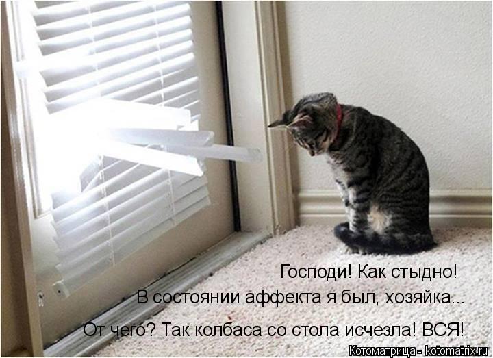 Котоматрица: От чего? Так колбаса со стола исчезла! ВСЯ! Господи! Как стыдно! В состоянии аффекта я был, хозяйка...