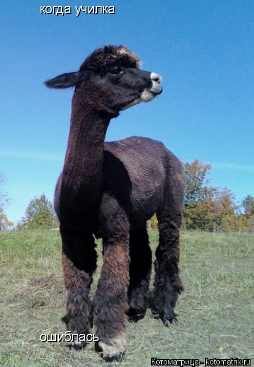 Котоматрица: когда училка ошиблась