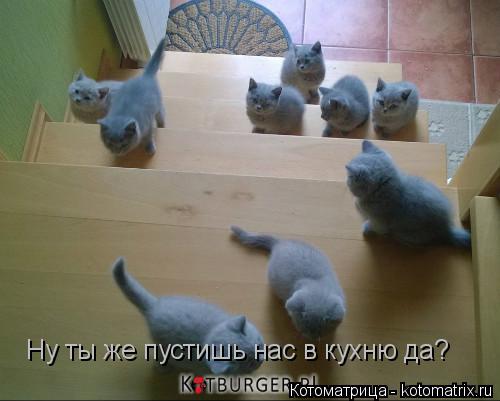 Ну ты же пустишь нас в кухню да?... Котоматрица: Ну ты же пустишь нас в кухню да?