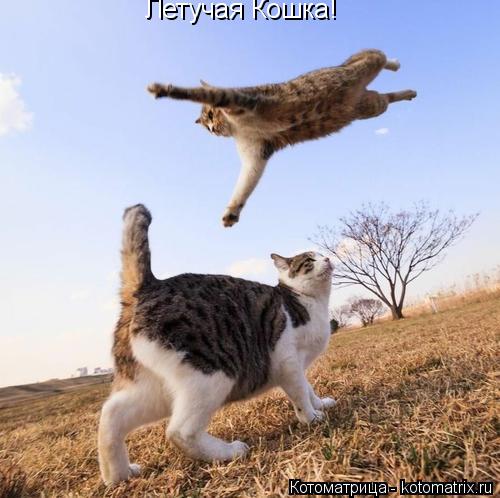 Котоматрица: Летучая Кошка!