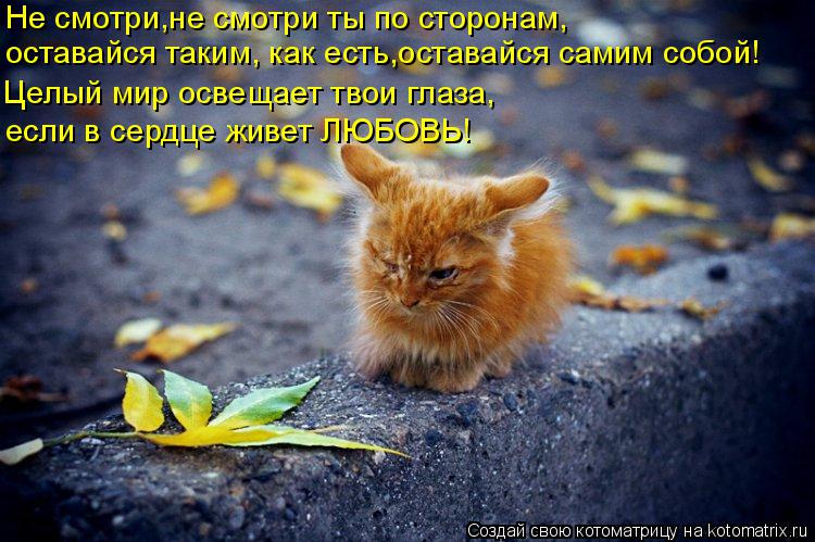 Котоматрица: Не смотри,не смотри ты по сторонам, оставайся таким, как есть,оставайся самим собой! Целый мир освещает твои глаза, если в сердце живет ЛЮБОВ