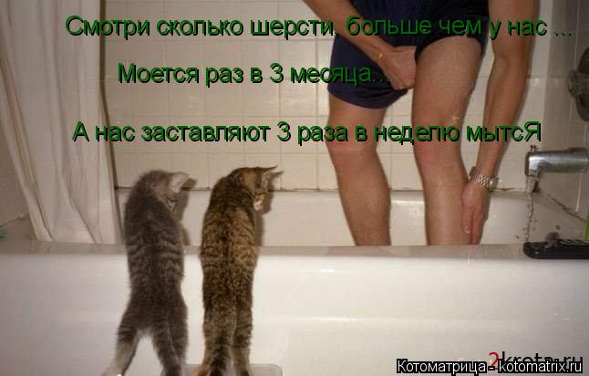 Смотри сколько шерсти, больше чем у нас ... Моется раз в 3 месяца... А нас заставляют 3 раза в неделю... Котоматрица: Смотри сколько шерсти, больше чем у нас ... Моется раз в 3 месяца... А нас заставляют 3 раза в неделю мытсЯ