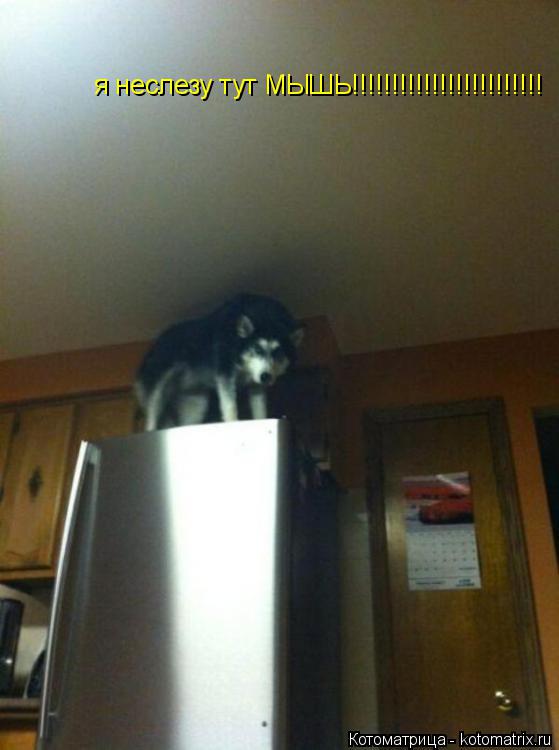 я неслезу тут МЫШЬ!!!!!!!!!!!!!!!!!!!!!!!!... Котоматрица: я неслезу тут МЫШЬ!!!!!!!!!!!!!!!!!!!!!!!!