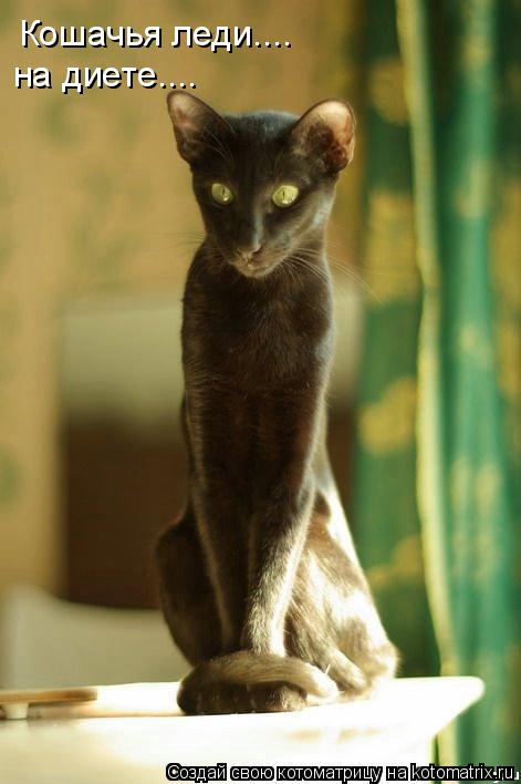 Котоматрица: Кошачья леди.... на диете....