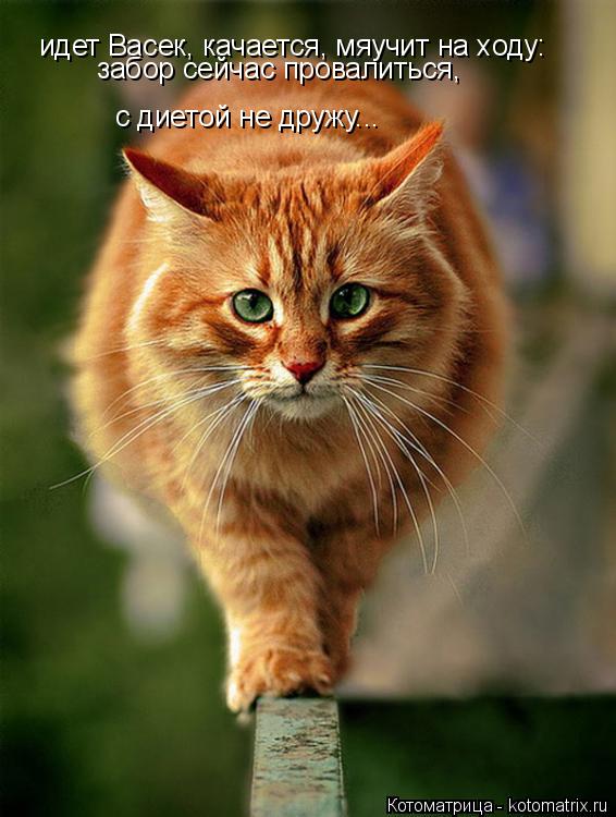 идет Васек, качается, мяучит на ходу: с диетой не дружу... забор сейчас провалиться,... Котоматрица: идет Васек, качается, мяучит на ходу: с диетой не дружу... забор сейчас провалиться,
