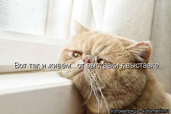 Вот так и живём...от выставки к выставке...... Котоматрица: Вот так и живём...от выставки к выставке...