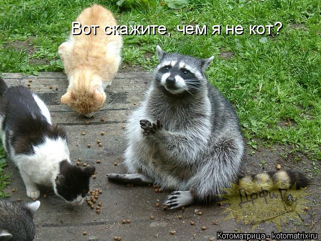 Котоматрица: Вот скажите, чем я не кот?