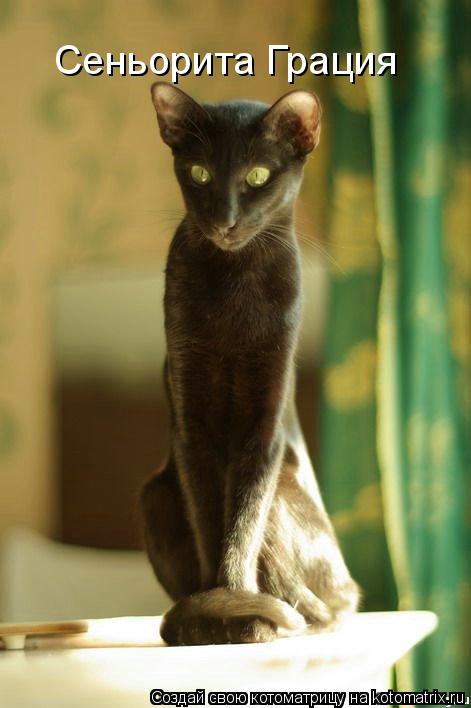 Котоматрица: Сеньорита Грация