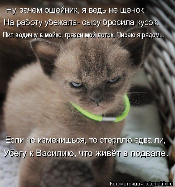 Котоматрица: Ну, зачем ошейник, я ведь не щенок! На работу убежала- сыру бросила кусок. Пил водичку в мойке, грязен мой лоток. Писаю я рядом... Если не измени