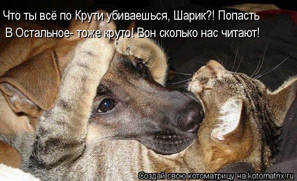 Котоматрица: Что ты всё по Крути убиваешься, Шарик?! Попасть В Остальное- тоже круто! Вон сколько нас читают!