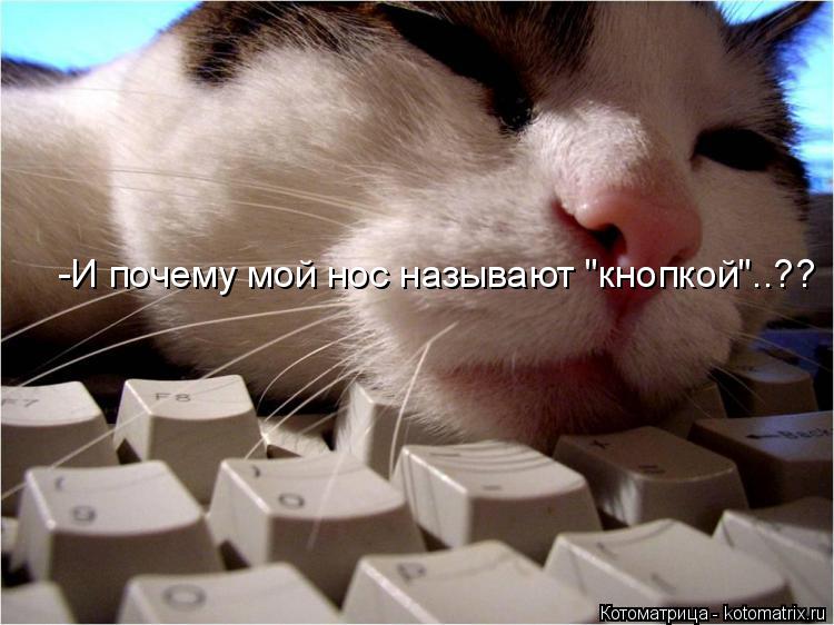 -И почему мой нос называют "кнопкой"..??... Котоматрица: -И почему мой нос называют "кнопкой"..??