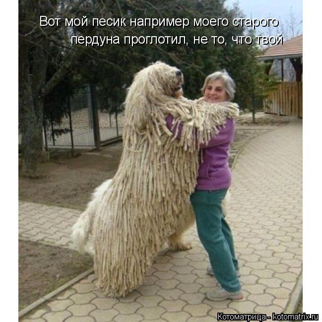 Котоматрица: Вот мой песик например моего старого пердуна проглотил, не то, что твой