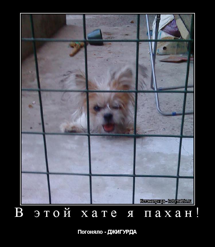 В этой хате я пахан! Погоняло - ДЖИГУРДА... Котоматрица: В этой хате я пахан! Погоняло - ДЖИГУРДА