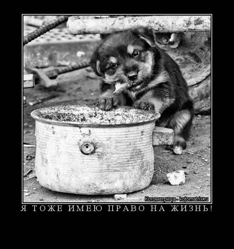 Я ТОЖЕ ИМЕЮ ПРАВО НА ЖИЗНЬ! ... Котоматрица: Я ТОЖЕ ИМЕЮ ПРАВО НА ЖИЗНЬ!
