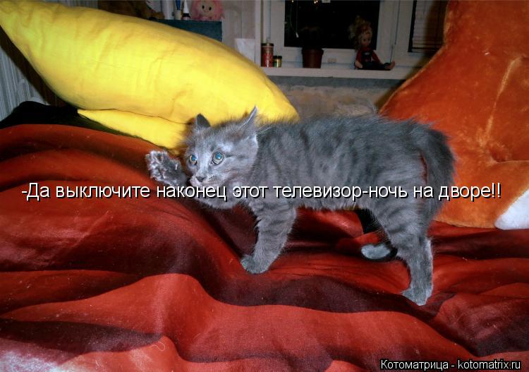 -Да выключите наконец этот телевизор-ночь на дворе!!... Котоматрица: -Да выключите наконец этот телевизор-ночь на дворе!!