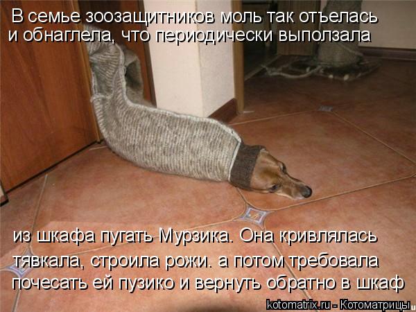 тявкала, строила рожи. а потом требовала почесать ей пузико и вернуть обратно в шкаф В семье зоозащит... Котоматрица: тявкала, строила рожи. а потом требовала почесать ей пузико и вернуть обратно в шкаф В семье зоозащитников моль так отъелась и обнаглела, чт