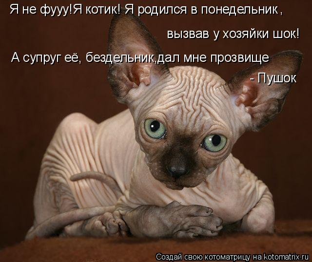 А супруг её, бездельник,дал мне прозвище - Пушок Я не фууу!Я котик! Я родился в понедельник вызвав у... Котоматрица: А супруг её, бездельник,дал мне прозвище - Пушок Я не фууу!Я котик! Я родился в понедельник вызвав у хозяйки шок! ,