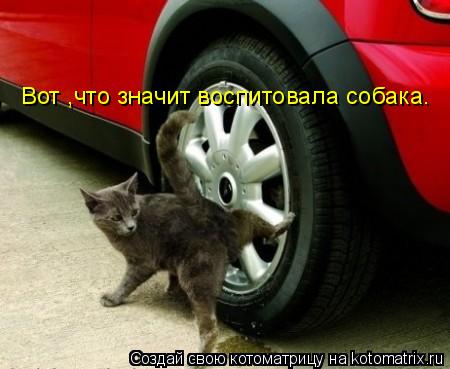 Вот ,что значит воспитовала собака.... Котоматрица: Вот ,что значит воспитовала собака.