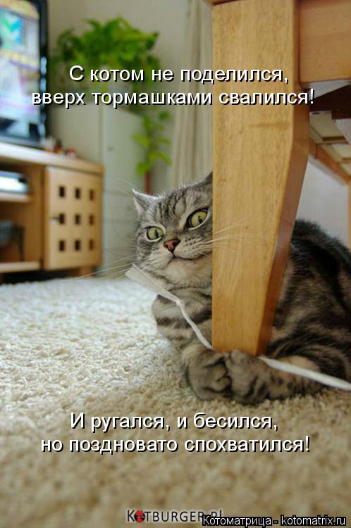 Котоматрица: С котом не поделился,  вверх тормашками свалился! И ругался, и бесился,  но поздновато спохватился!