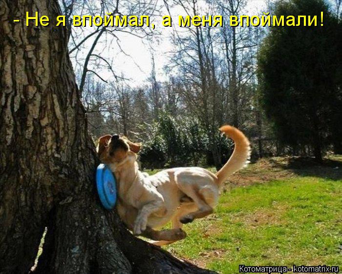 - Не я впоймал, а меня впоймали!... Котоматрица: - Не я впоймал, а меня впоймали!