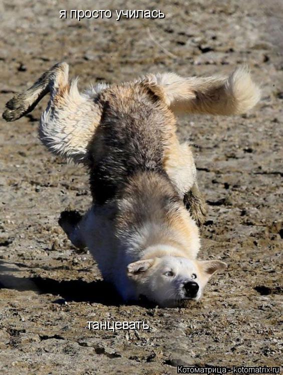 я просто училась танцевать... Котоматрица: я просто училась танцевать