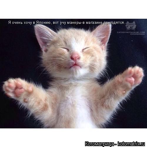 Котоматрица: Я очень хочу в Японию, вот учу манеры-в магазине пригодятся...
