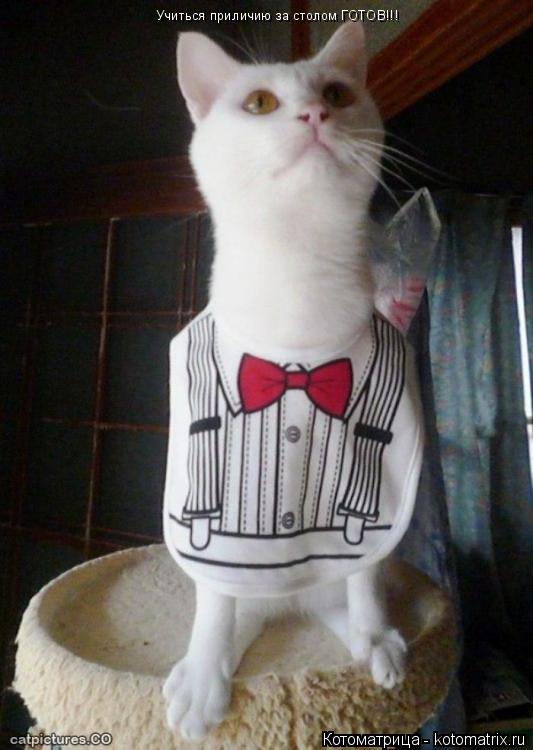 Учиться приличию за столом ГОТОВ!!!... Котоматрица: Учиться приличию за столом ГОТОВ!!!
