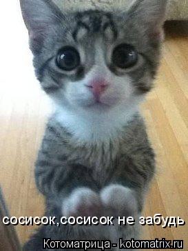 Котоматрица: сосисок,сосисок не забудь