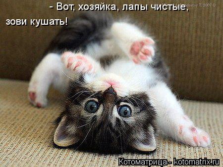 Котоматрица: - Вот, хозяйка, лапы чистые, зови кушать!