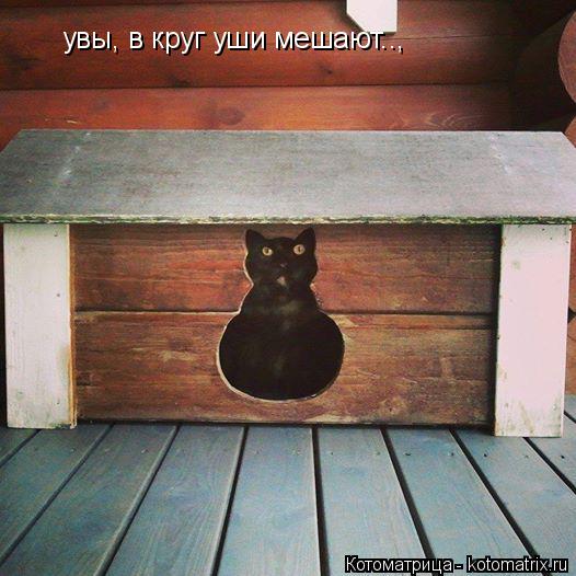 увы, в круг уши мешают..,... Котоматрица: увы, в круг уши мешают..,
