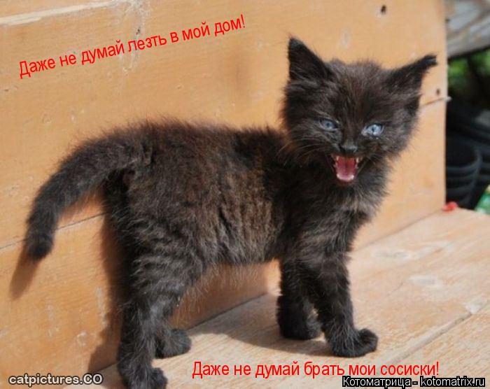 Даже не думай лезть в мой дом! Даже не думай брать мои сосиски!... Котоматрица: Даже не думай лезть в мой дом! Даже не думай брать мои сосиски!