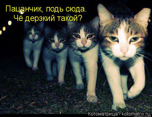 Пацанчик, подь сюда. Чё дерзкий такой?... Котоматрица: Пацанчик, подь сюда. Чё дерзкий такой?
