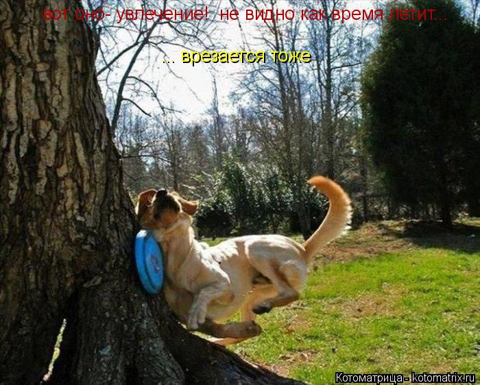 вот оно- увлечение! не видно как время летит... ... врезается тоже... Котоматрица: вот оно- увлечение! не видно как время летит... ... врезается тоже