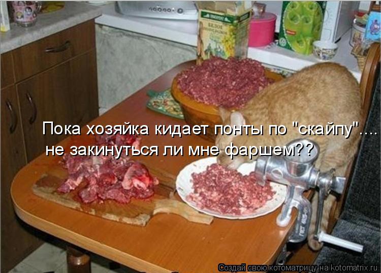 Пока хозяйка кидает понты по "скайпу".... не закинуться ли мне фаршем??... Котоматрица: Пока хозяйка кидает понты по "скайпу".... не закинуться ли мне фаршем??