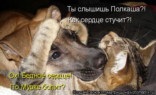 Ты слышишь Полкаша?! Как сердце стучит?! Ох! Бедное сердце! По Мурке болит?... Котоматрица: Ты слышишь Полкаша?! Как сердце стучит?! Ох! Бедное сердце! По Мурке болит?