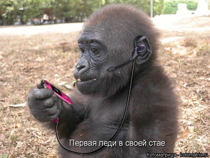 Первая леди в своей стае... Котоматрица: Первая леди в своей стае