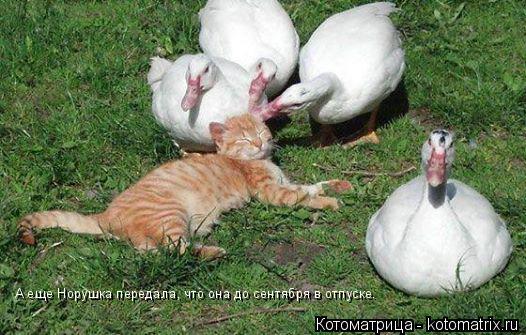 Котоматрица: А еще Норушка передала, что она до сентября в отпуске.