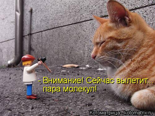 Котоматрица: - Внимание! Сейчас вылетит... пара молекул!