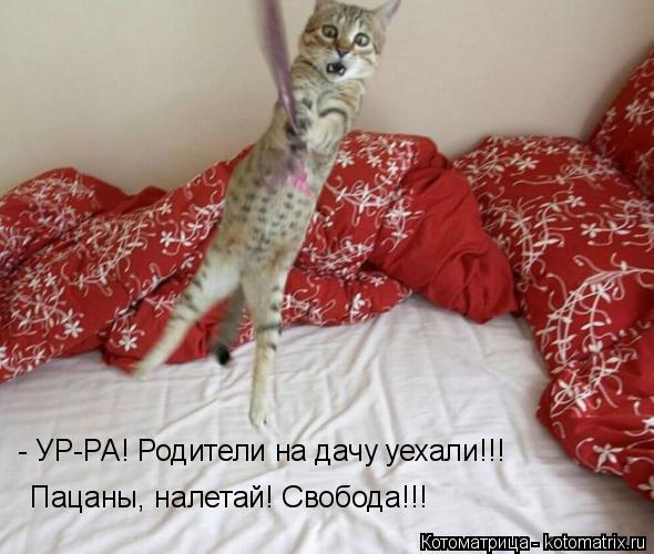 - УР-РА! Родители на дачу уехали!!! Пацаны, налетай! Свобода!!!... Котоматрица: - УР-РА! Родители на дачу уехали!!! Пацаны, налетай! Свобода!!!