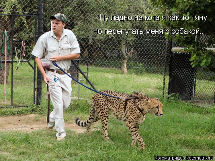 Ну ладно,на кота я как-то тяну. Но перепутать меня с собакой...... Котоматрица: Ну ладно,на кота я как-то тяну. Но перепутать меня с собакой...