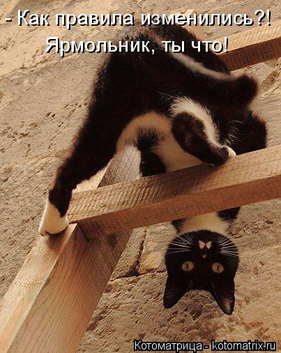 - Как правила изменились?! Ярмольник, ты что!... Котоматрица: - Как правила изменились?! Ярмольник, ты что!