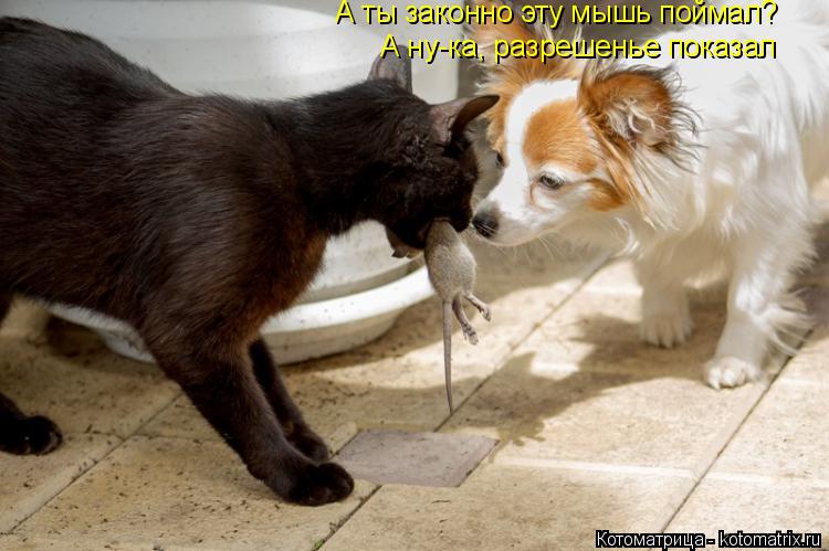А ты законно эту мышь поймал? А ну-ка, разрешенье показал... Котоматрица: А ты законно эту мышь поймал? А ну-ка, разрешенье показал