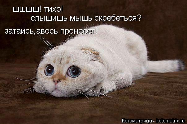 Котоматрица: шшшш! тихо! слышишь мышь скребеться? затаись,авось пронесет!