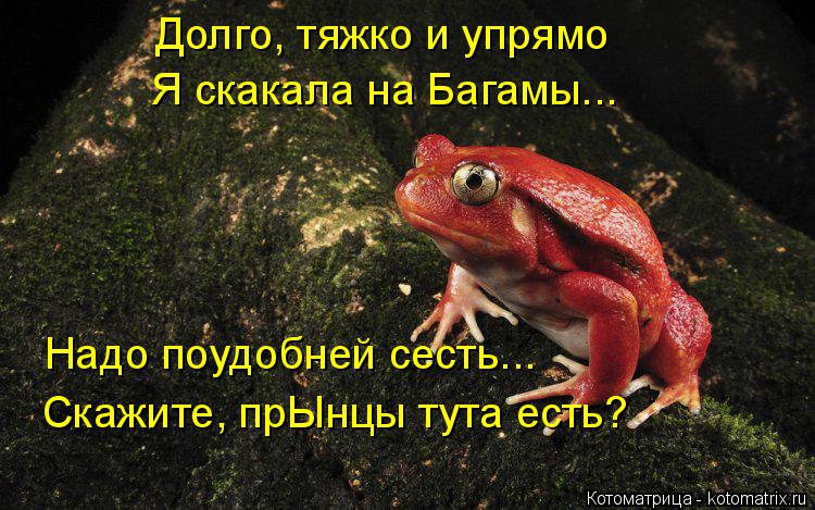 Долго, тяжко и упрямо Я скакала на Багамы... Надо поудобней сесть... Скажите, прЫнцы тута есть?... Котоматрица: Долго, тяжко и упрямо Я скакала на Багамы... Надо поудобней сесть... Скажите, прЫнцы тута есть?