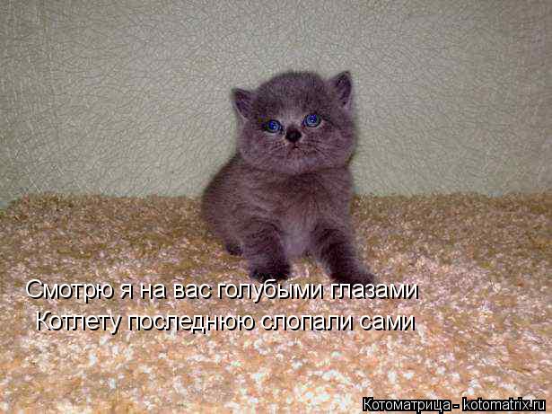 Смотрю я на вас голубыми глазами Котлету последнюю слопали сами... Котоматрица: Смотрю я на вас голубыми глазами Котлету последнюю слопали сами