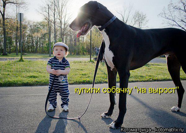 купили собачку "на вырост"... Котоматрица: купили собачку "на вырост"