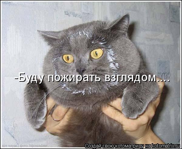 -Буду пожирать взглядом....... Котоматрица: -Буду пожирать взглядом....